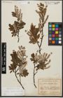 Foto von Salix waldsteiniana Willd.